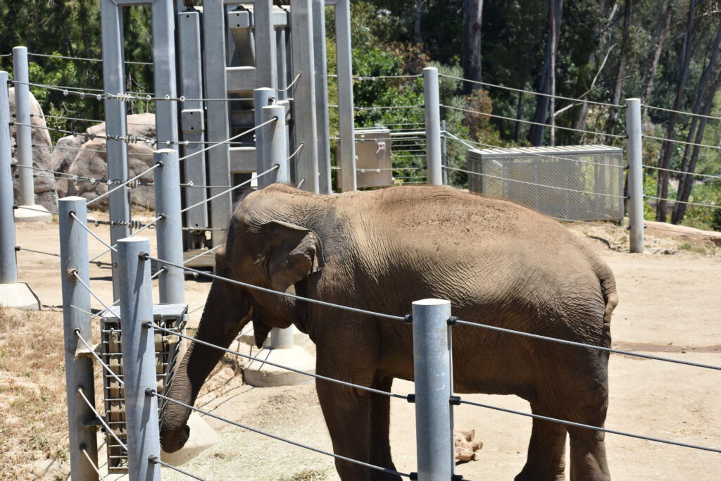 San Diego Zoo - San Diego California